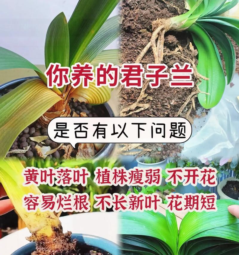 哪种君子兰品种油性更强？