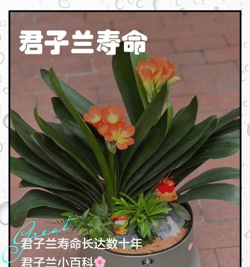 哪种君子兰品种油性更强？