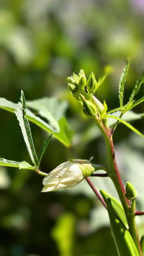 牡丹花新芽出现后应如何进行养护和管理？