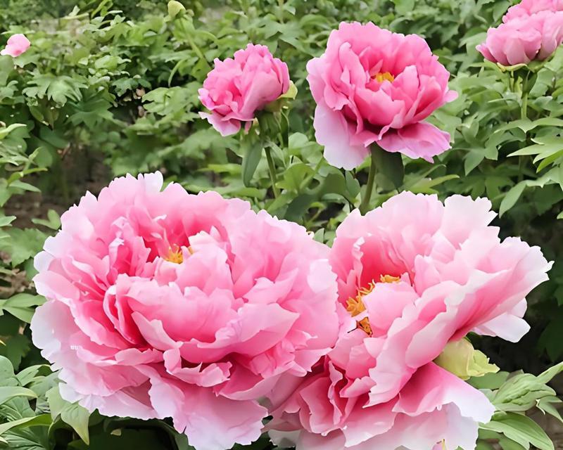 牡丹花的正确养护方法是什么？