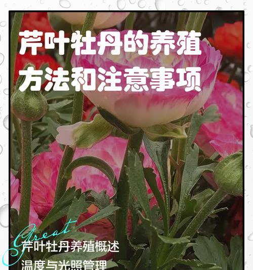 牡丹花的正确养护方法是什么？