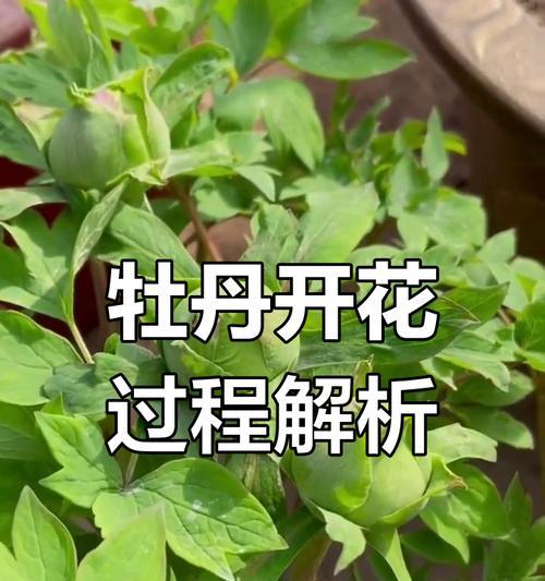 牡丹花的正确养护方法是什么？