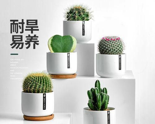 圣诞期间如何养护仙人掌盆栽？