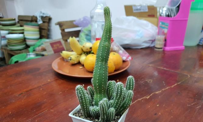圣诞期间如何养护仙人掌盆栽？