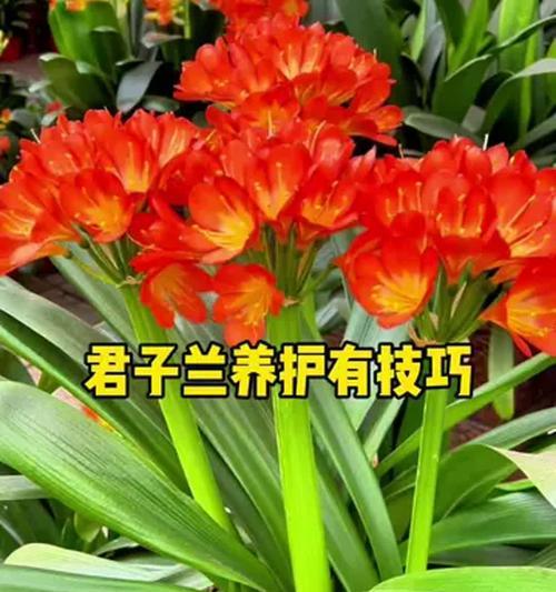 君子兰春化后需要多久的正常养护？