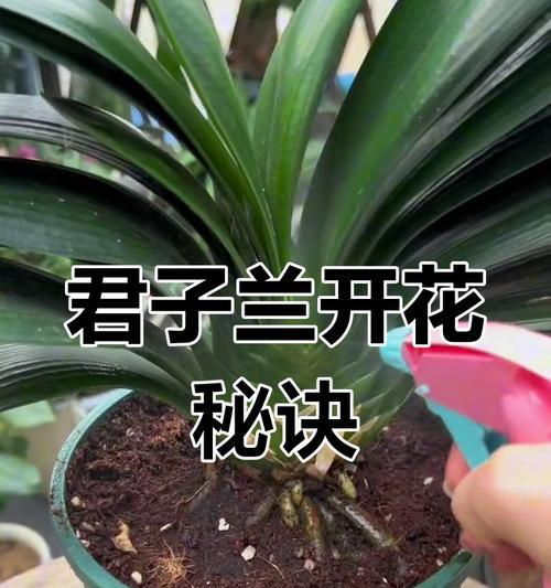 君子兰销售不开花原因？市场偏好如何？