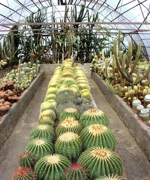 仙人掌种植瓷盘使用方法？如何正确使用？