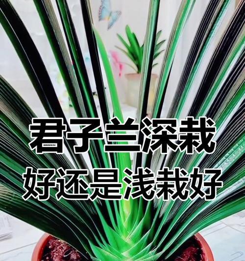 哪种君子兰物种最易养护和管理？