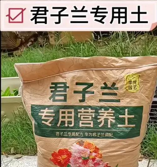 君子兰透气养根后多久才能开花？
