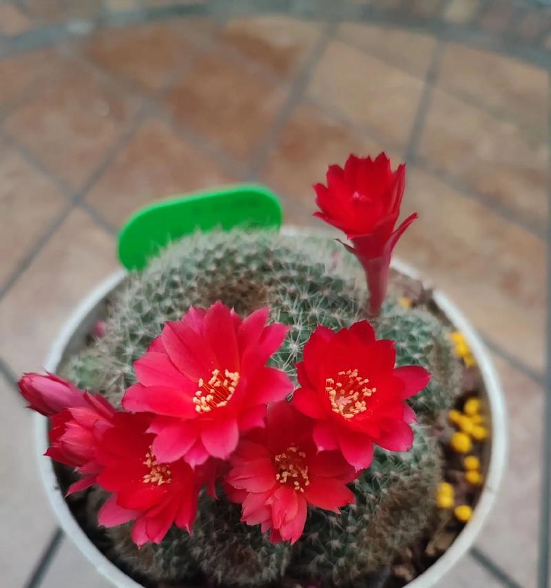 球虎仙人球的培养技巧有哪些？