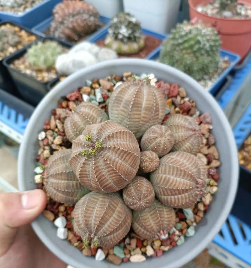 球虎仙人球的培养技巧有哪些？