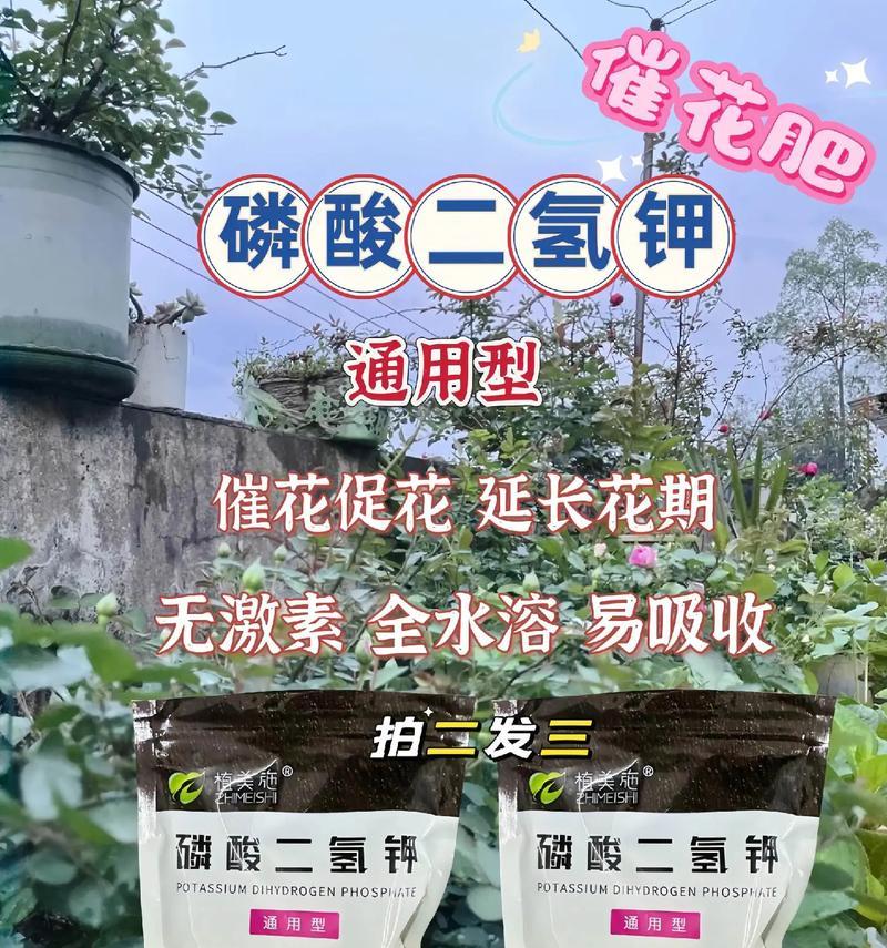 玫瑰花不开花时应该使用哪种肥料？