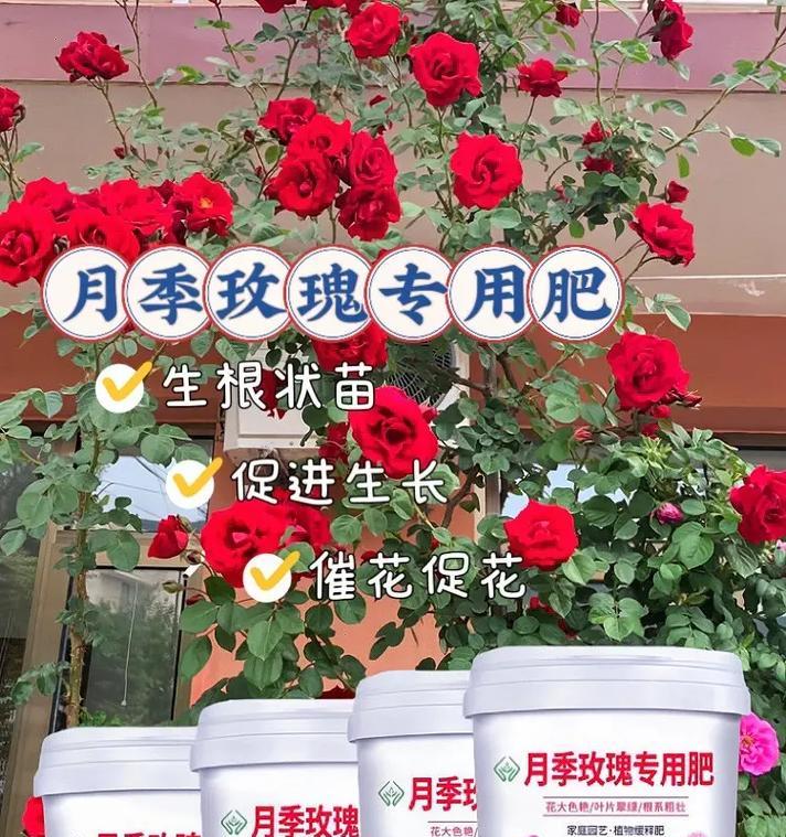 玫瑰花不开花时应该使用哪种肥料？