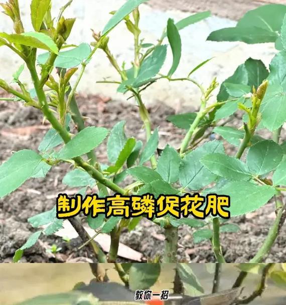 玫瑰花不开花时应该使用哪种肥料？