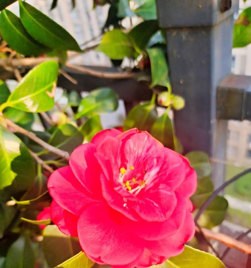 牡丹花红色花苞的养护方法是什么？