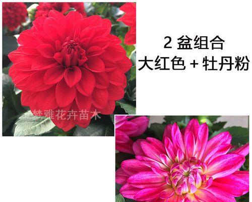 牡丹花红色花苞的养护方法是什么？