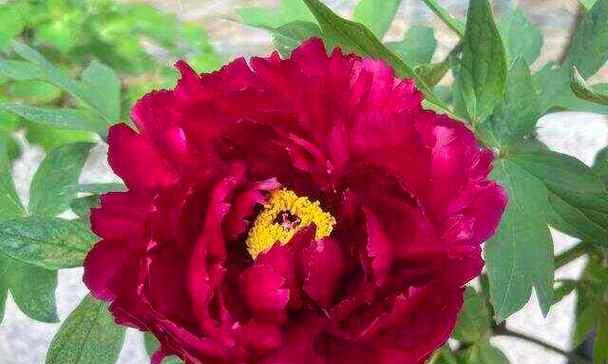 牡丹花红色花苞的养护方法是什么？