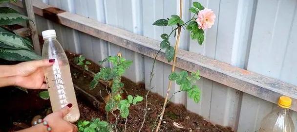 缺少树枝的玫瑰花应该如何养护？