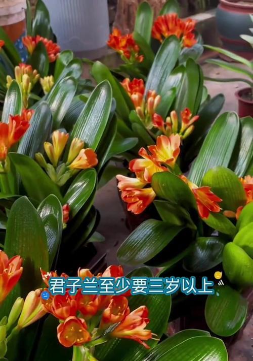 君子兰籽播苗需要多久才能开花？
