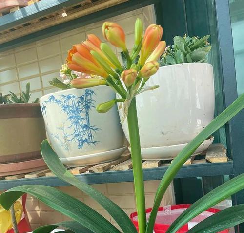 君子兰籽播苗需要多久才能开花？