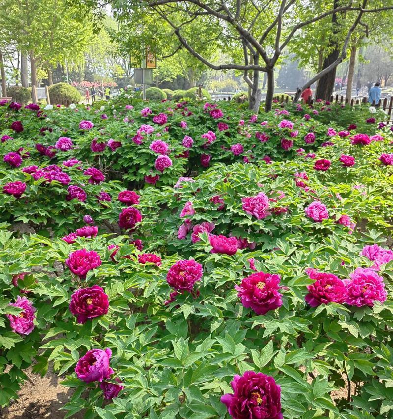 如何养护单一的牡丹花植株？