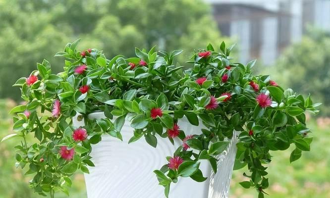 冬天大棚内如何养护牡丹花？