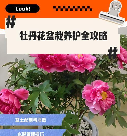 冬天大棚内如何养护牡丹花？