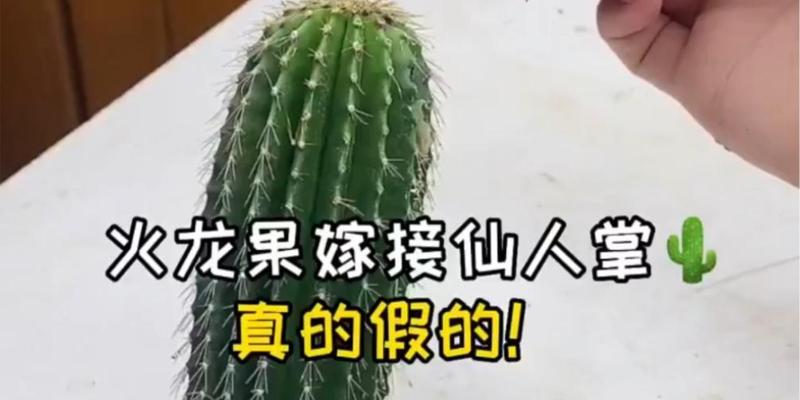 如何成功养活仙人掌火龙果？