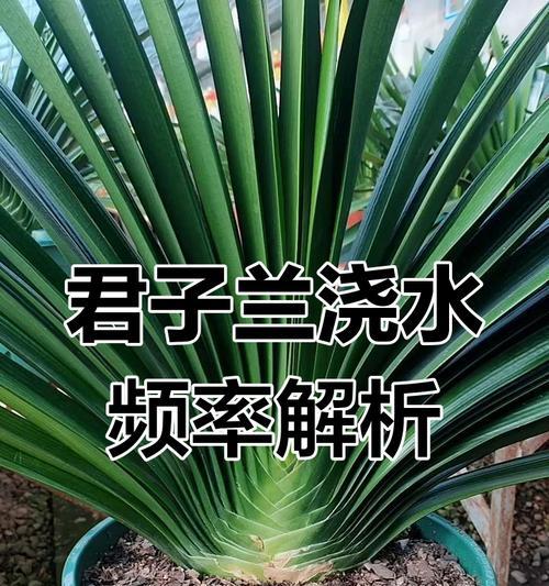 君子兰施肥后需要浇水吗？正确的浇水方法是什么？