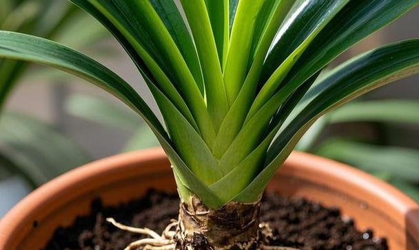土培植物君子兰好养吗？怎么养才能茁壮成长？