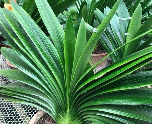 土培植物君子兰好养吗？怎么养才能茁壮成长？