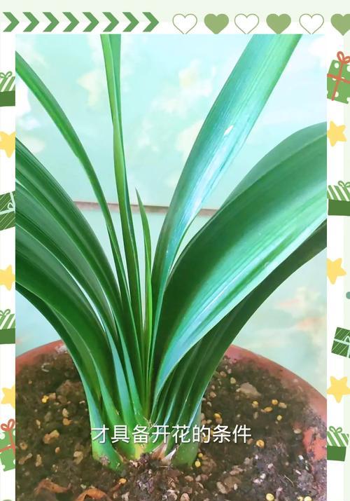 土培植物君子兰好养吗？怎么养才能茁壮成长？