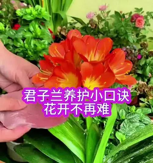 尖叶黄花君子兰怎么养护？养护技巧有哪些？