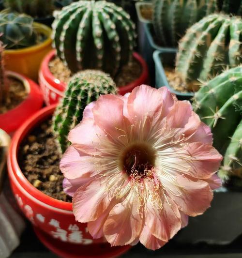 哪种仙人球品种开花最艳丽？