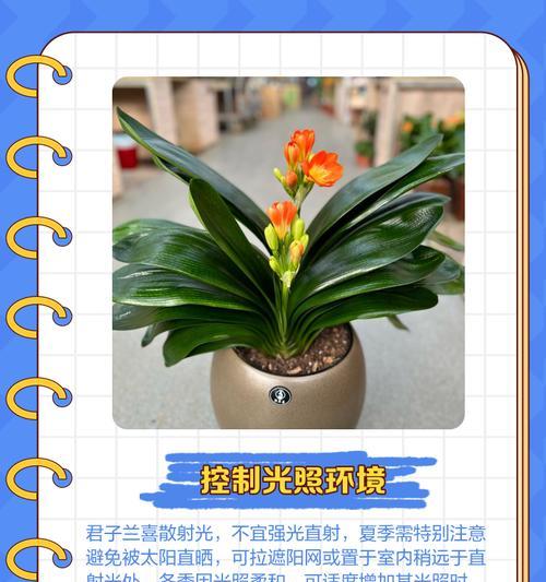 君子兰开花时施肥和浇水的正确方法是什么？