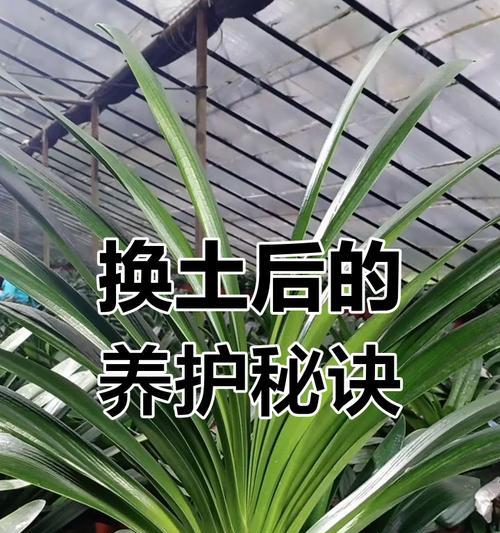 君子兰开花时施肥和浇水的正确方法是什么？