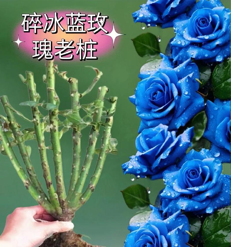 玫瑰花的最佳园艺种植时间是什么时候？