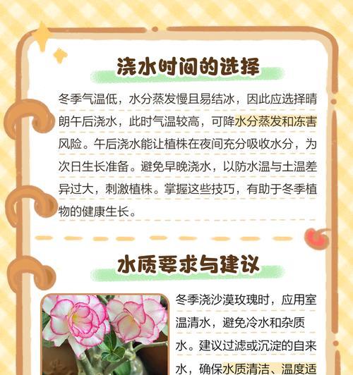 冬天的玫瑰花应该怎么管理才能保持健康？