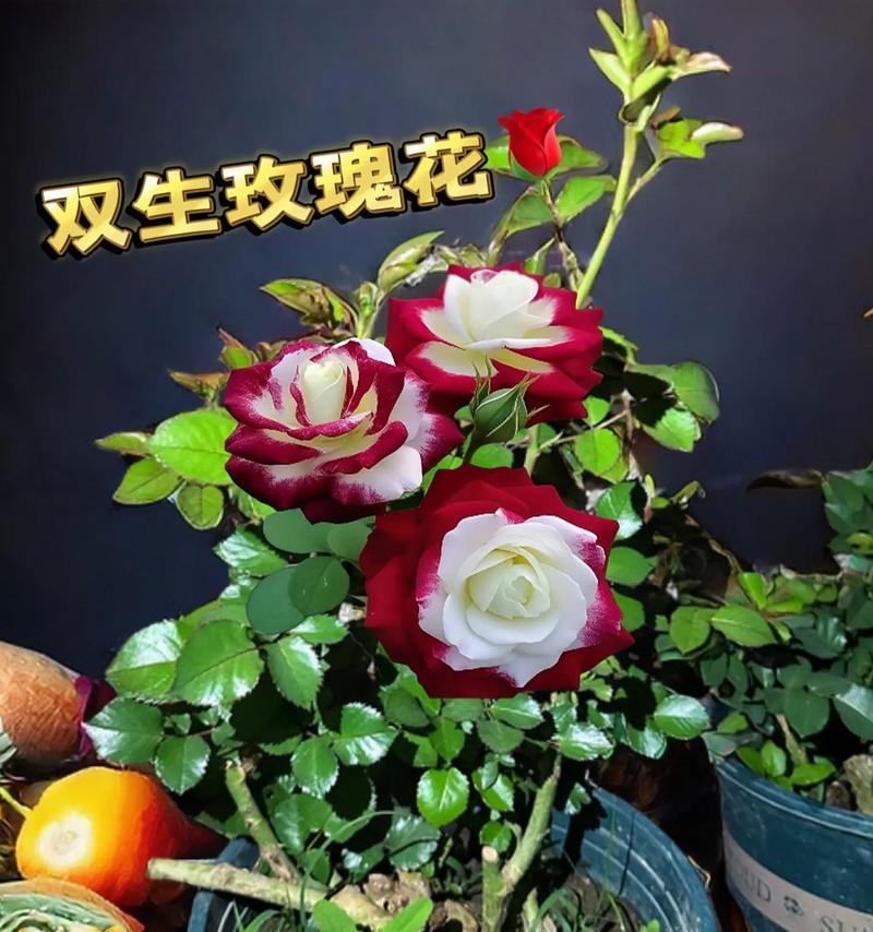 自己在家应该怎么养白玫瑰花？