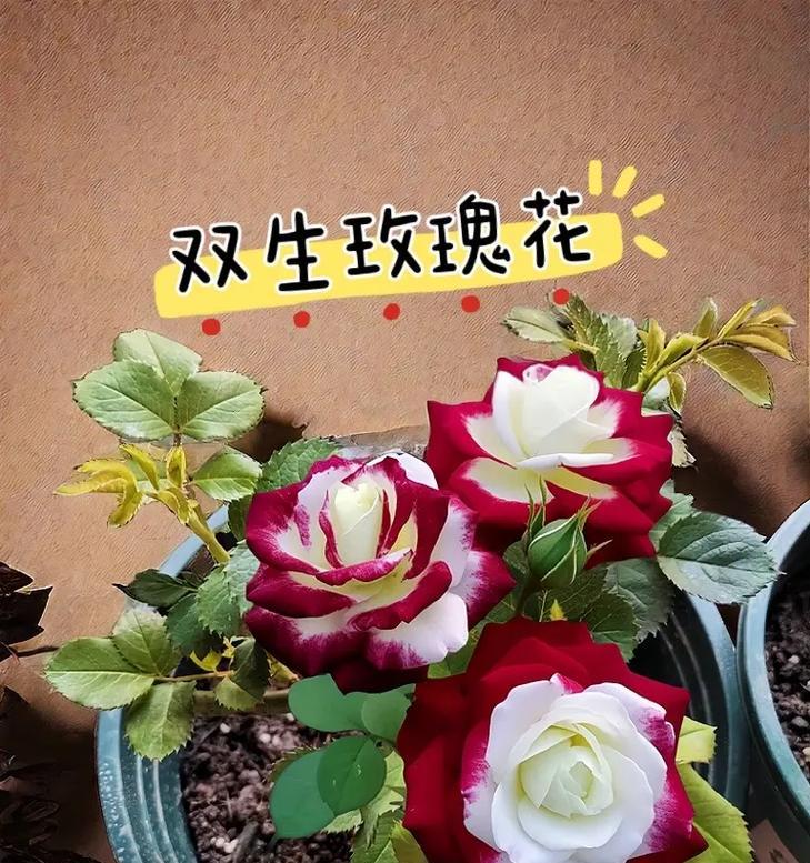 自己在家应该怎么养白玫瑰花？
