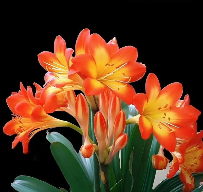 君子兰开花颜色有哪些？血兰君子兰的花色是什么？