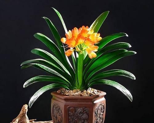君子兰开花颜色有哪些？血兰君子兰的花色是什么？
