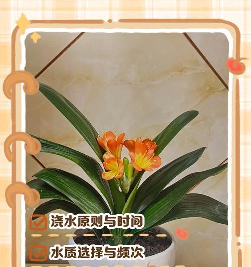 君子兰叶片根部出新芽是什么情况？君子兰根部新芽的处理方法是什么？