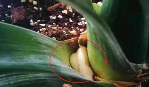 君子兰叶片根部出新芽是什么情况？君子兰根部新芽的处理方法是什么？