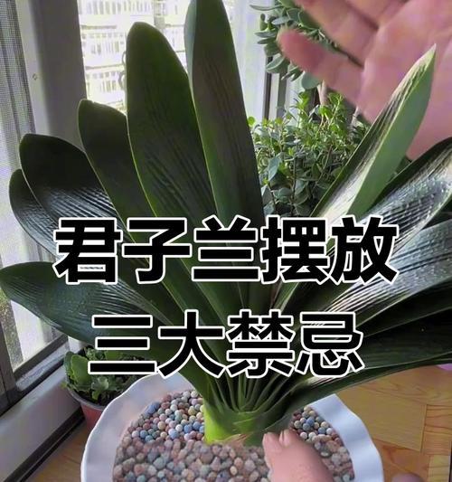 整盆君子兰的养护与管理要点是什么？