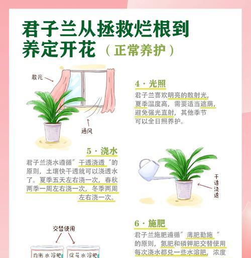 整盆君子兰的养护与管理要点是什么？