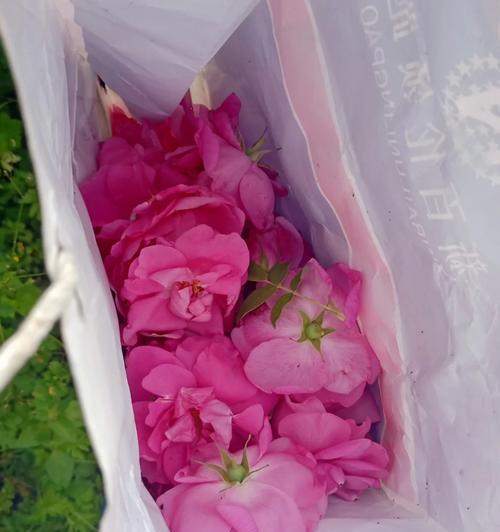 保留玫瑰花旁枝的利弊及养护方法是什么？
