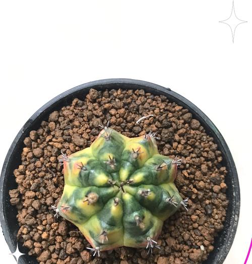 小柚子仙人球的种植步骤是什么？