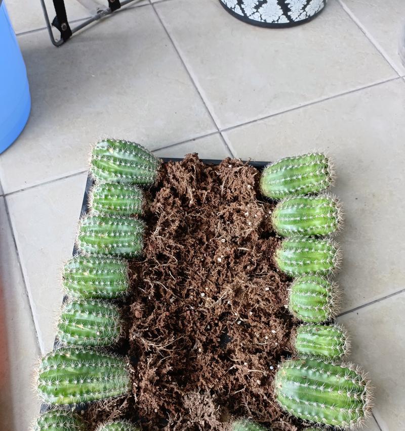 小柚子仙人球的种植步骤是什么？