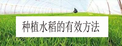 小柚子仙人球的种植步骤是什么？